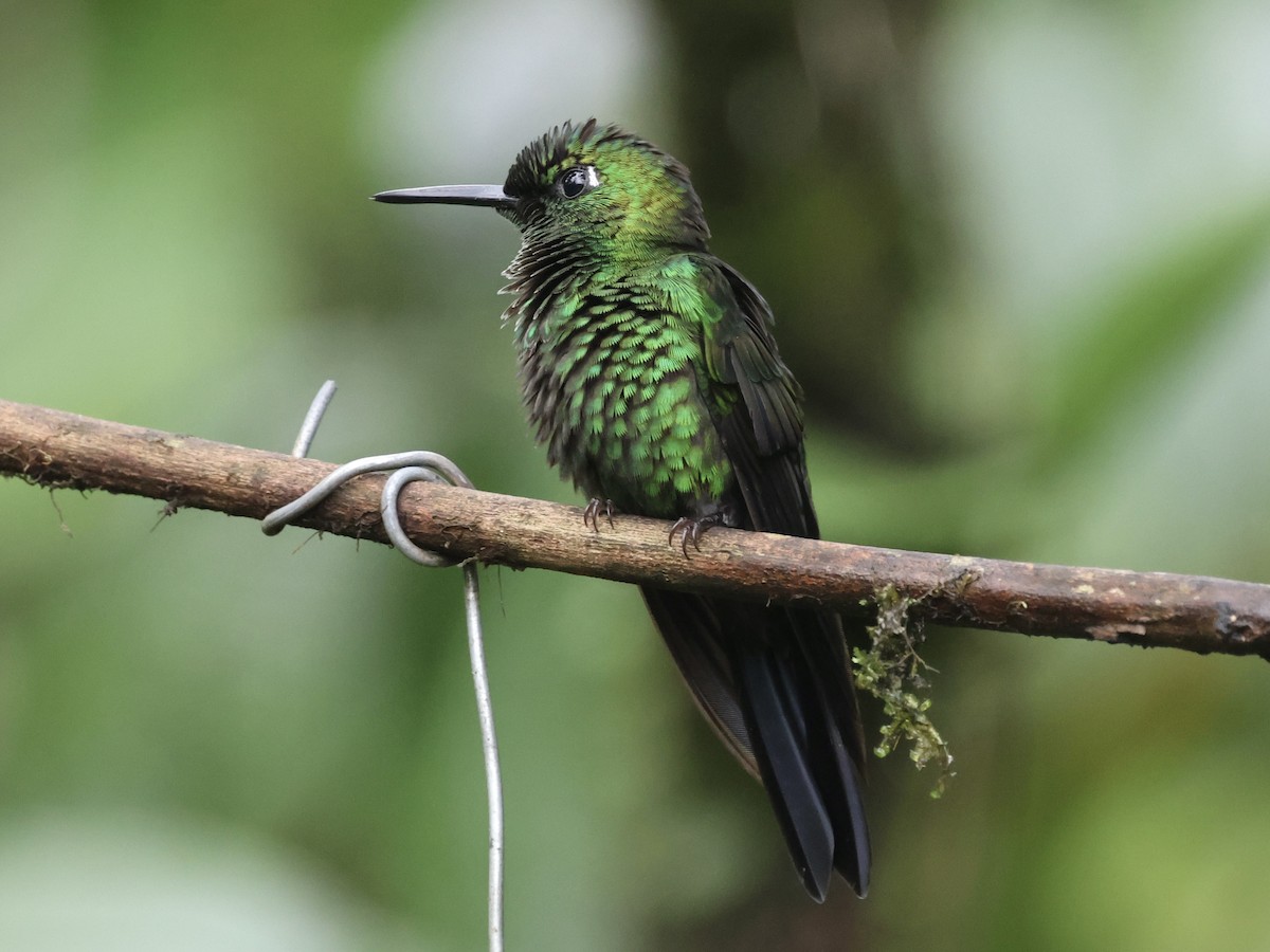 Green-crowned Brilliant - Amy Bishop & Doug Booher