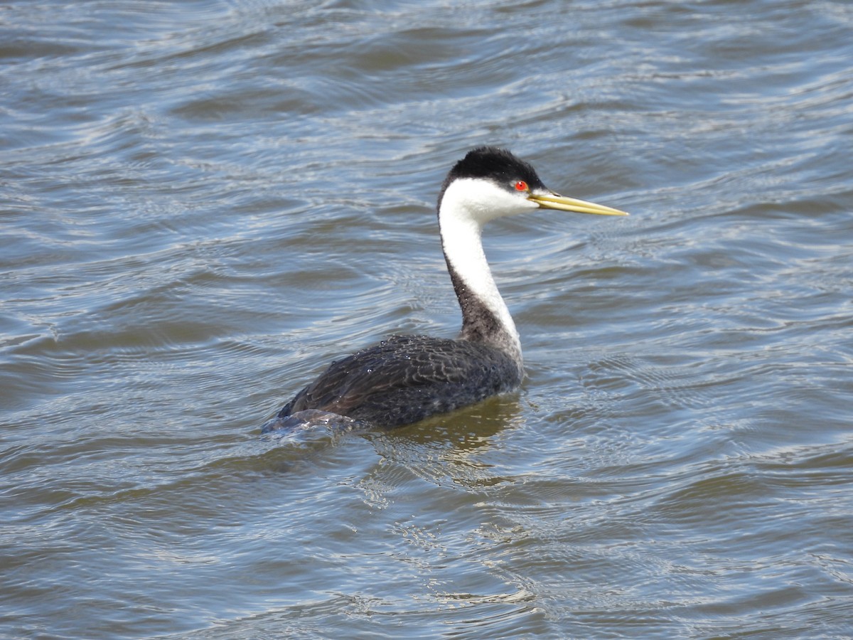 Western Grebe - Paul Graham