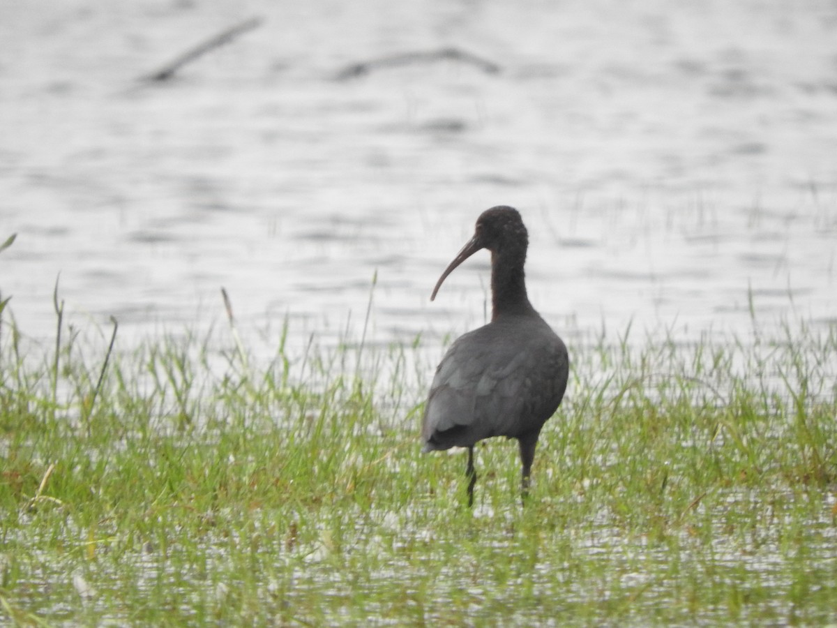 Puna Ibis - Agustin Carrasco