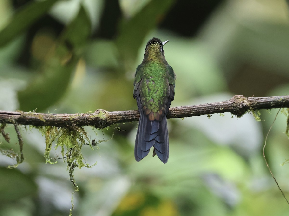 Green-crowned Brilliant - Amy Bishop & Doug Booher