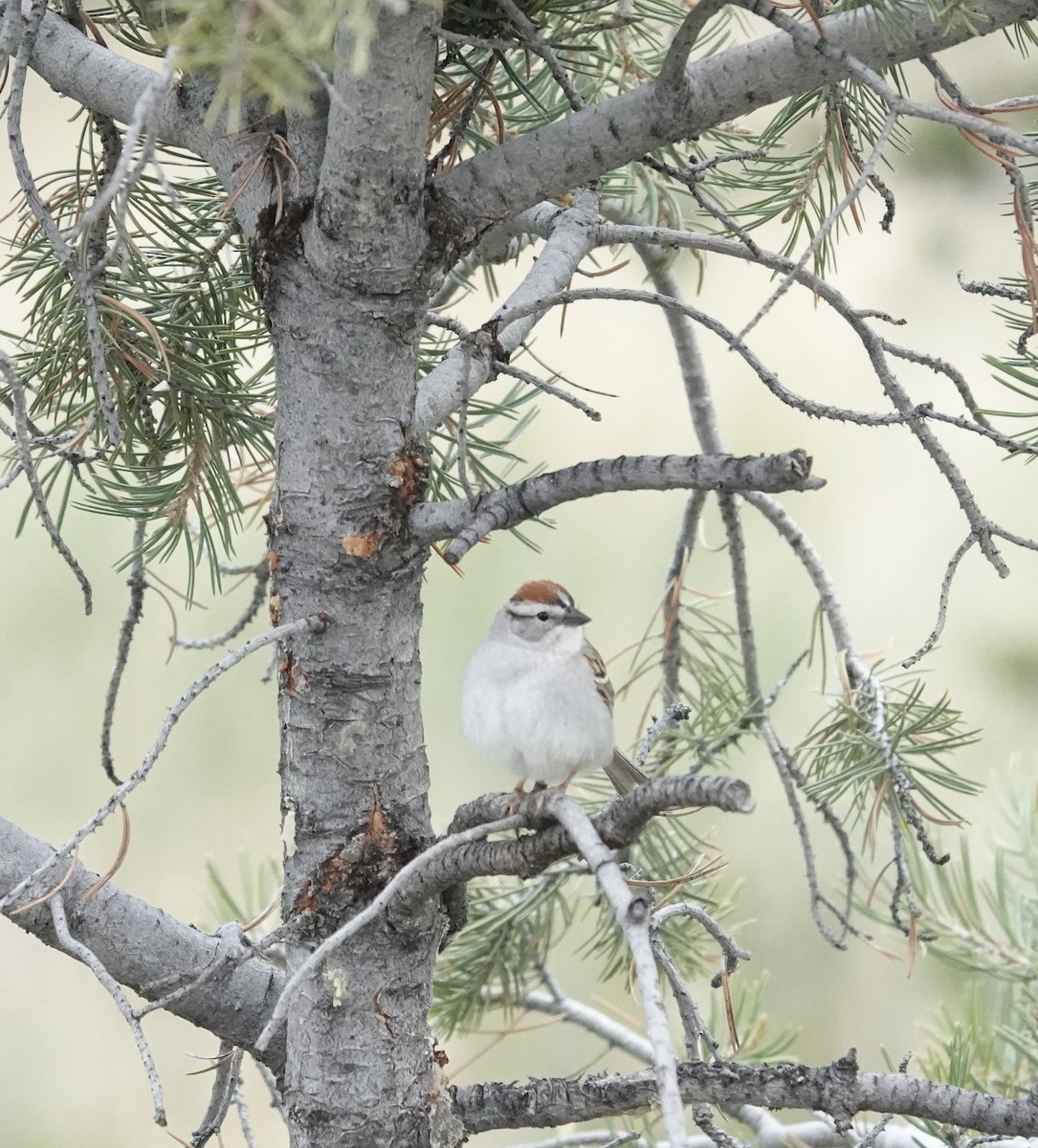 Chipping Sparrow - Byron Hukee