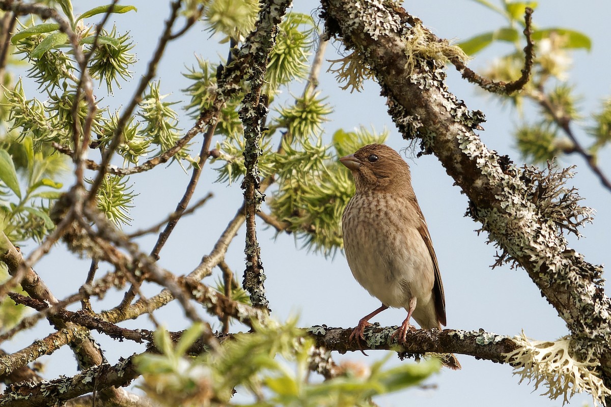 Common Rosefinch - Luboš Klikar