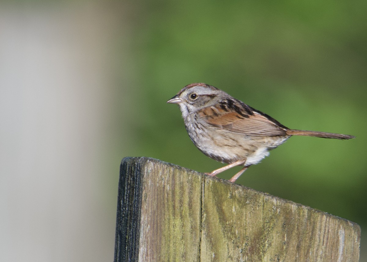 Swamp Sparrow - Kanayo Rolle