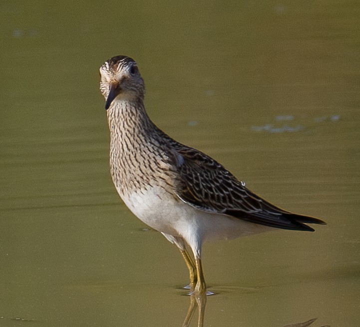 Pectoral Sandpiper - José Martín