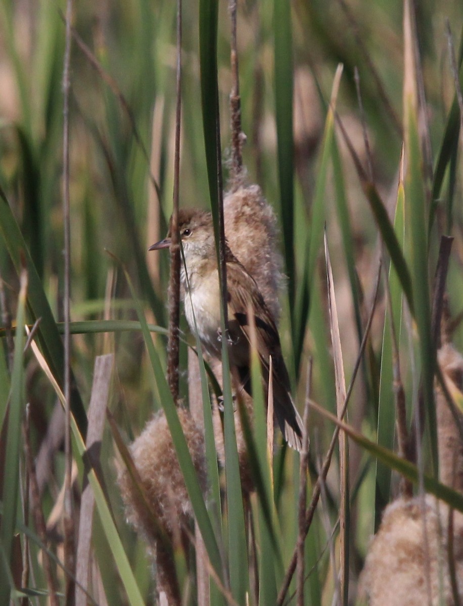 Great Reed Warbler - Nelson Fonseca