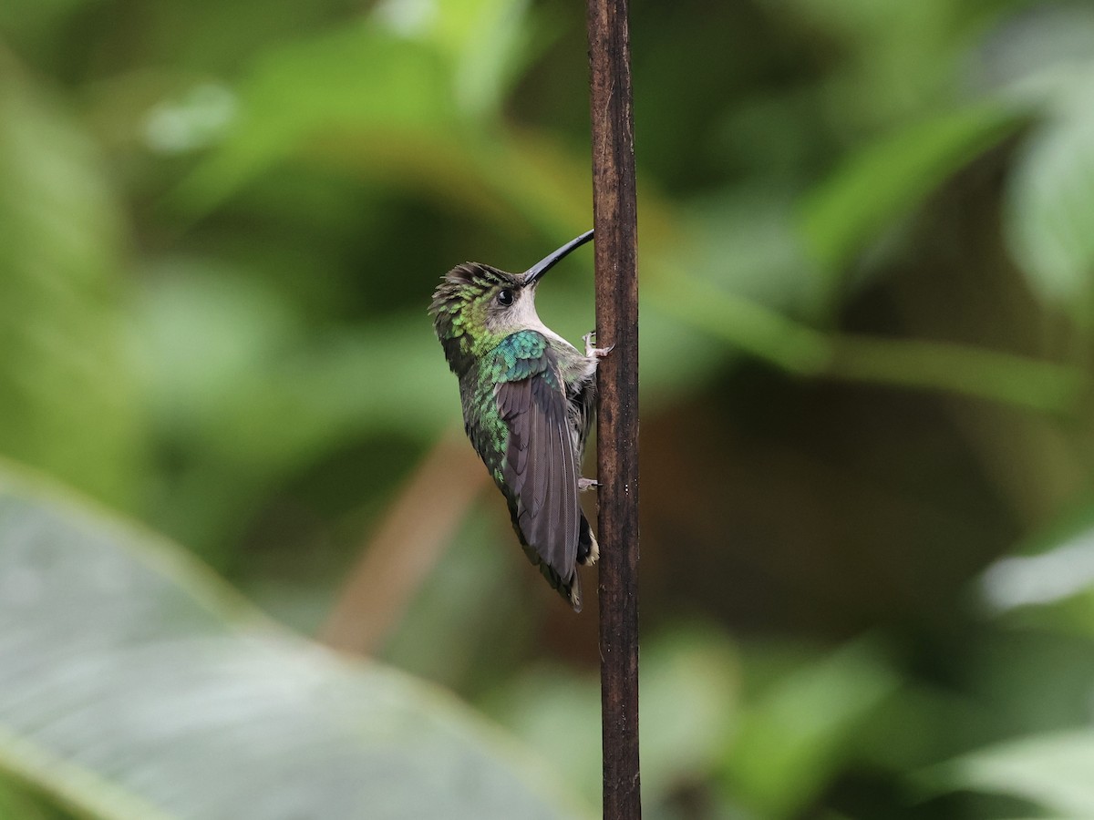 Coppery-headed Emerald - Amy Bishop & Doug Booher