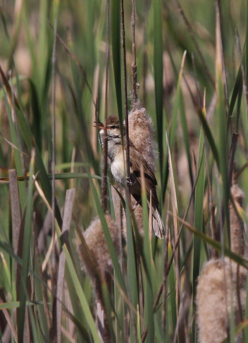 Great Reed Warbler - Nelson Fonseca