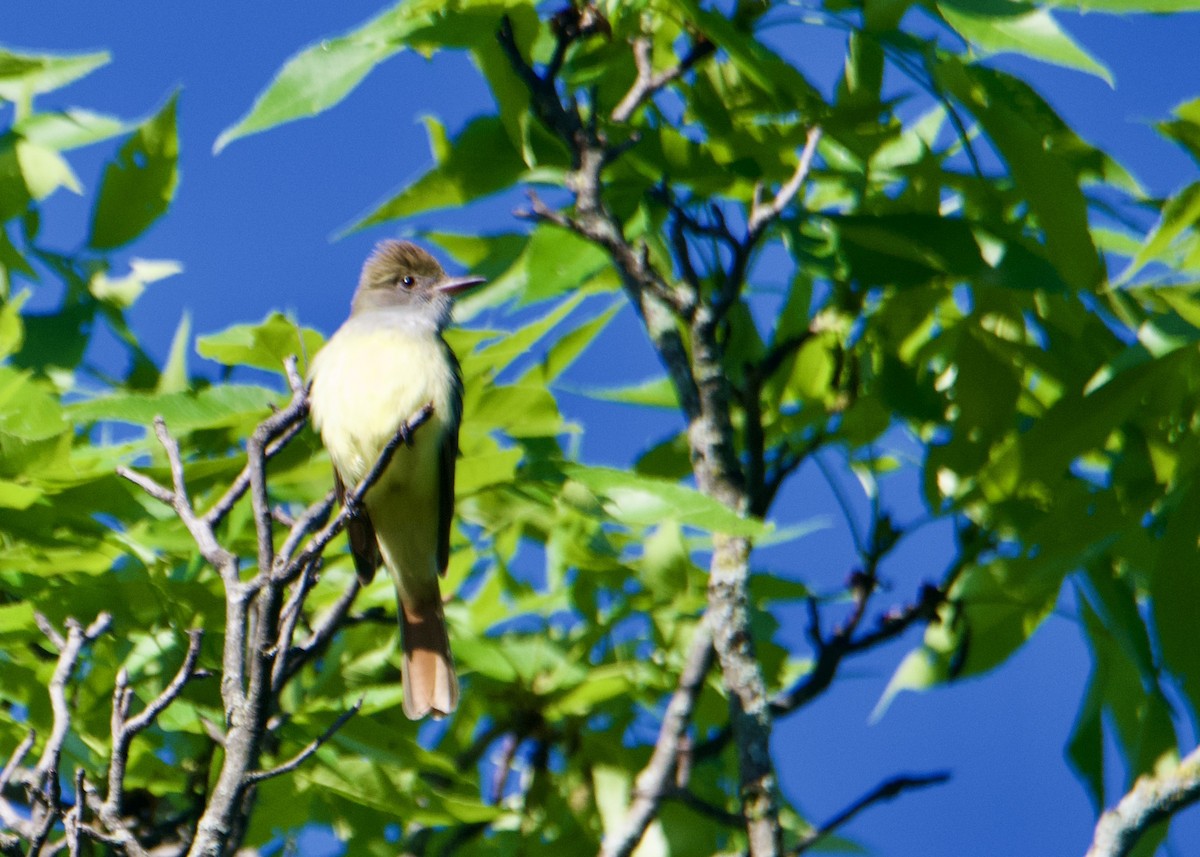 Great Crested Flycatcher - Kanayo Rolle