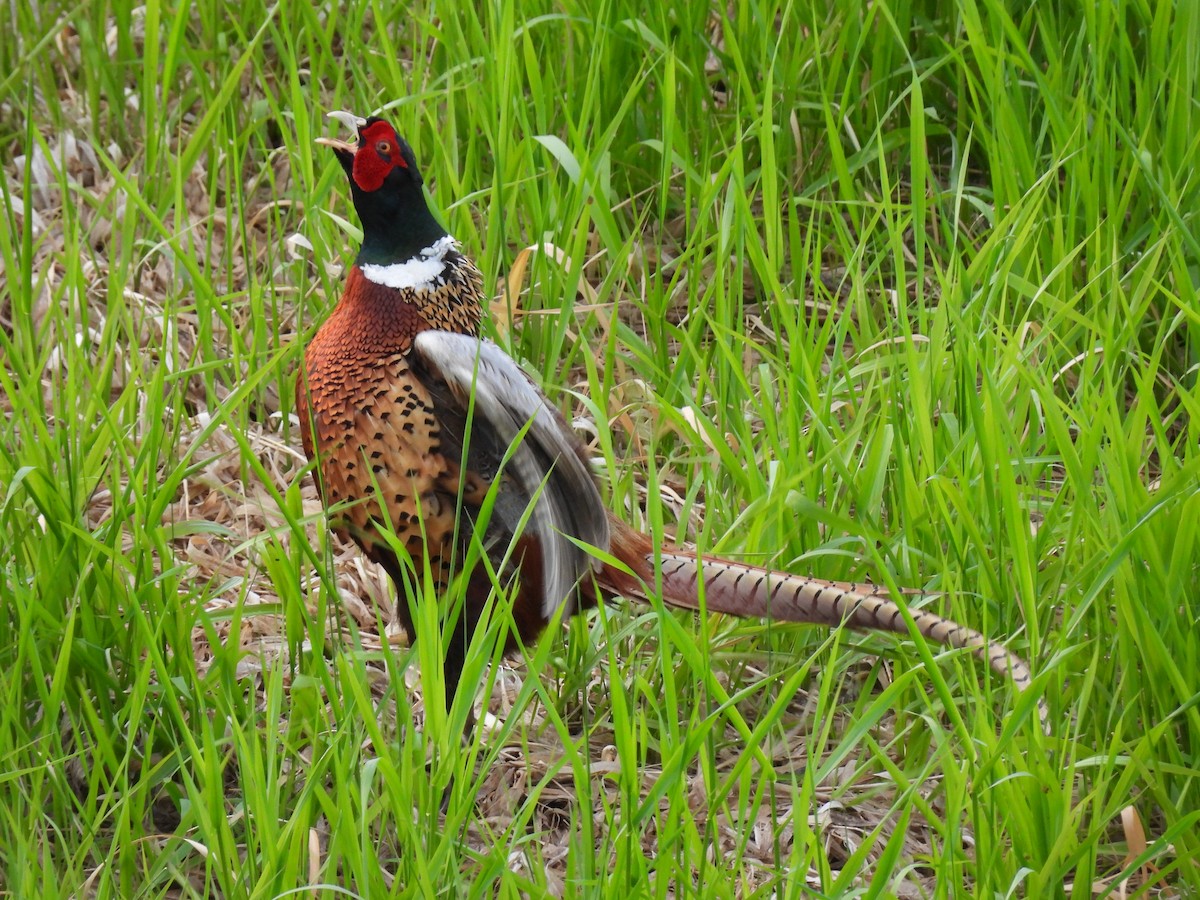 Ring-necked Pheasant - Paul Graham