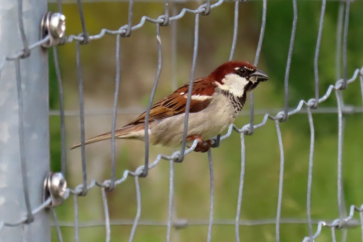 Italian Sparrow - Daniel Benák