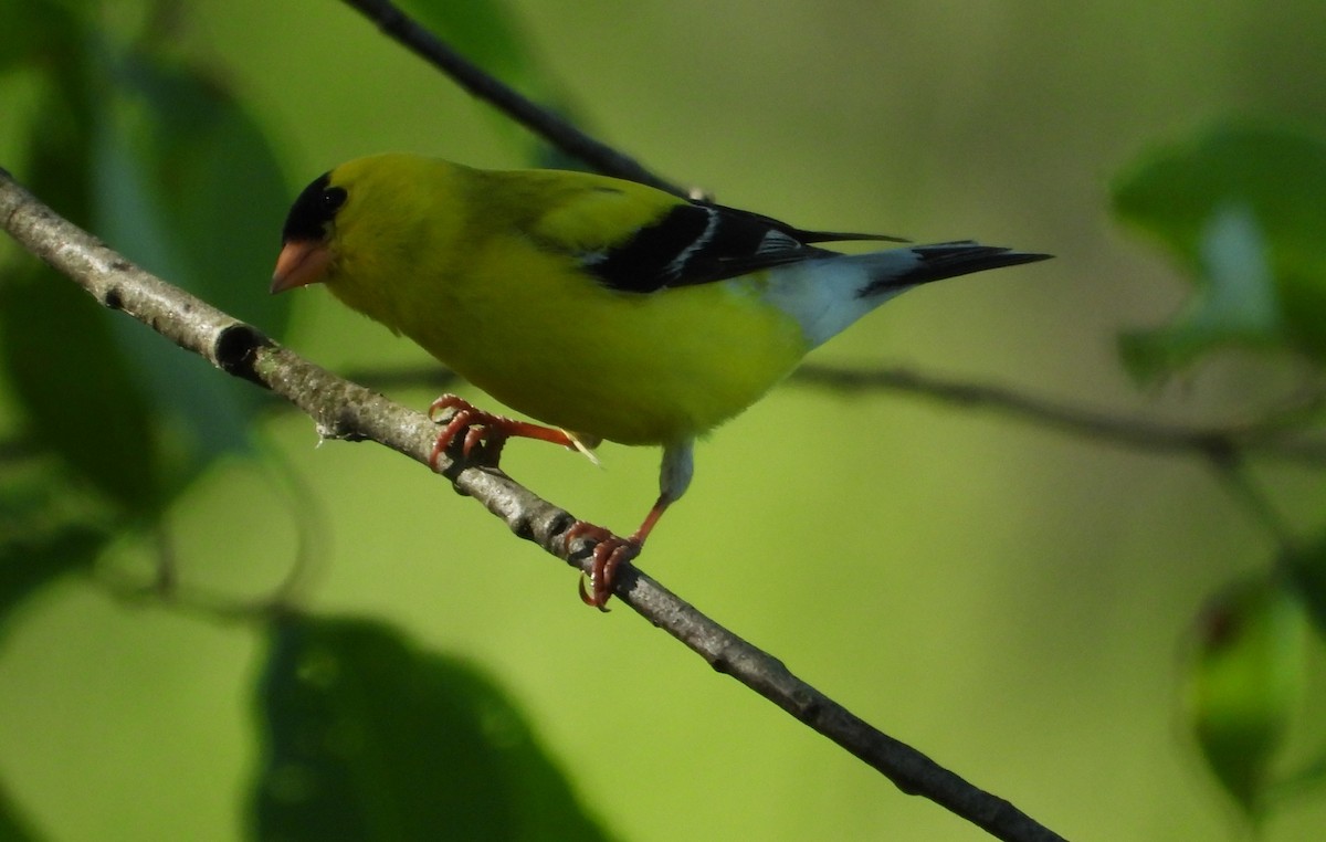 American Goldfinch - Brent Daggett