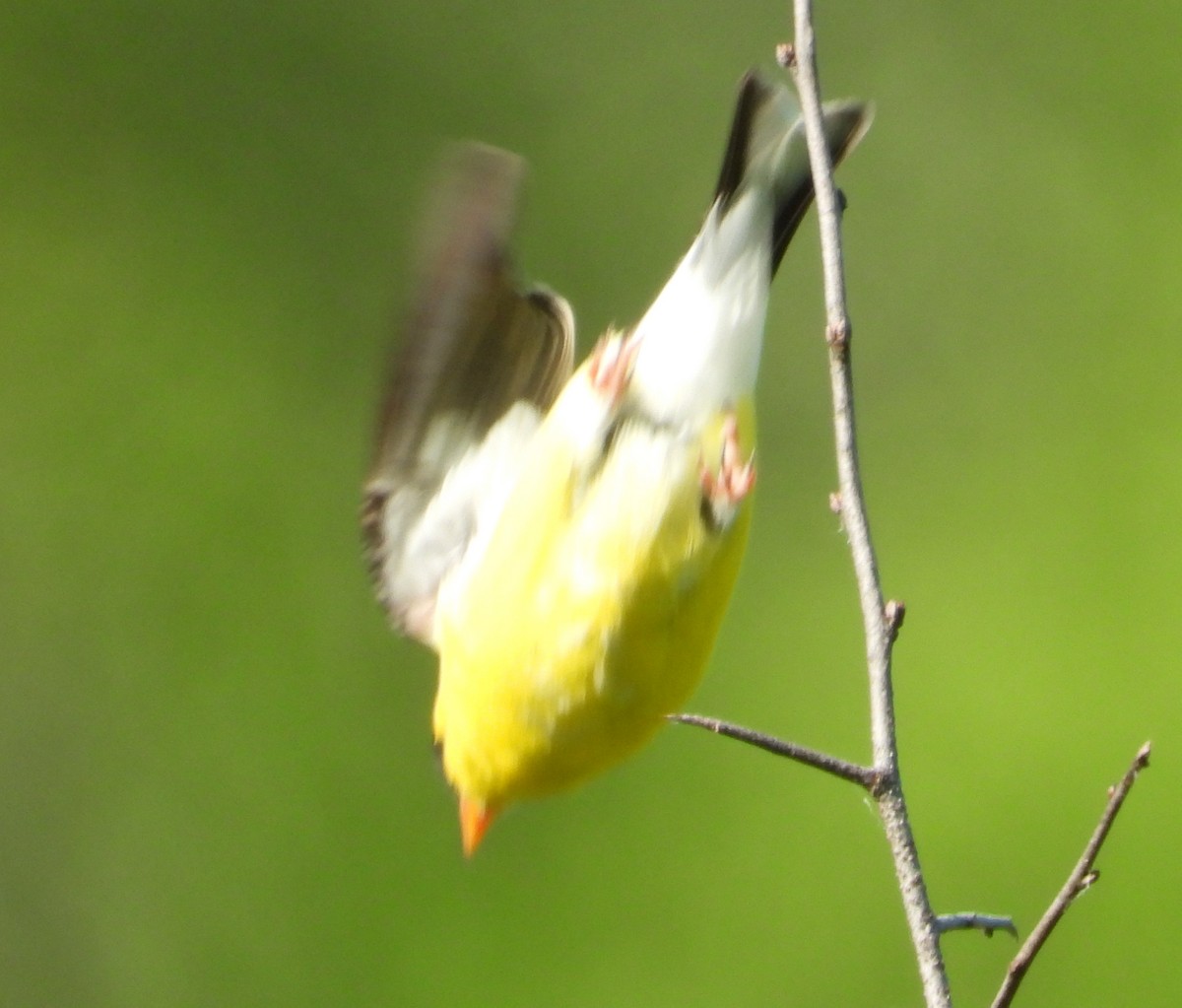 American Goldfinch - Brent Daggett