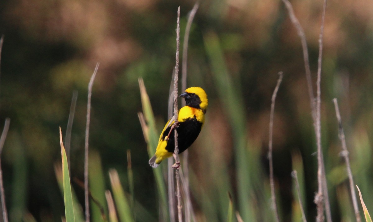 Yellow-crowned Bishop - Nelson Fonseca