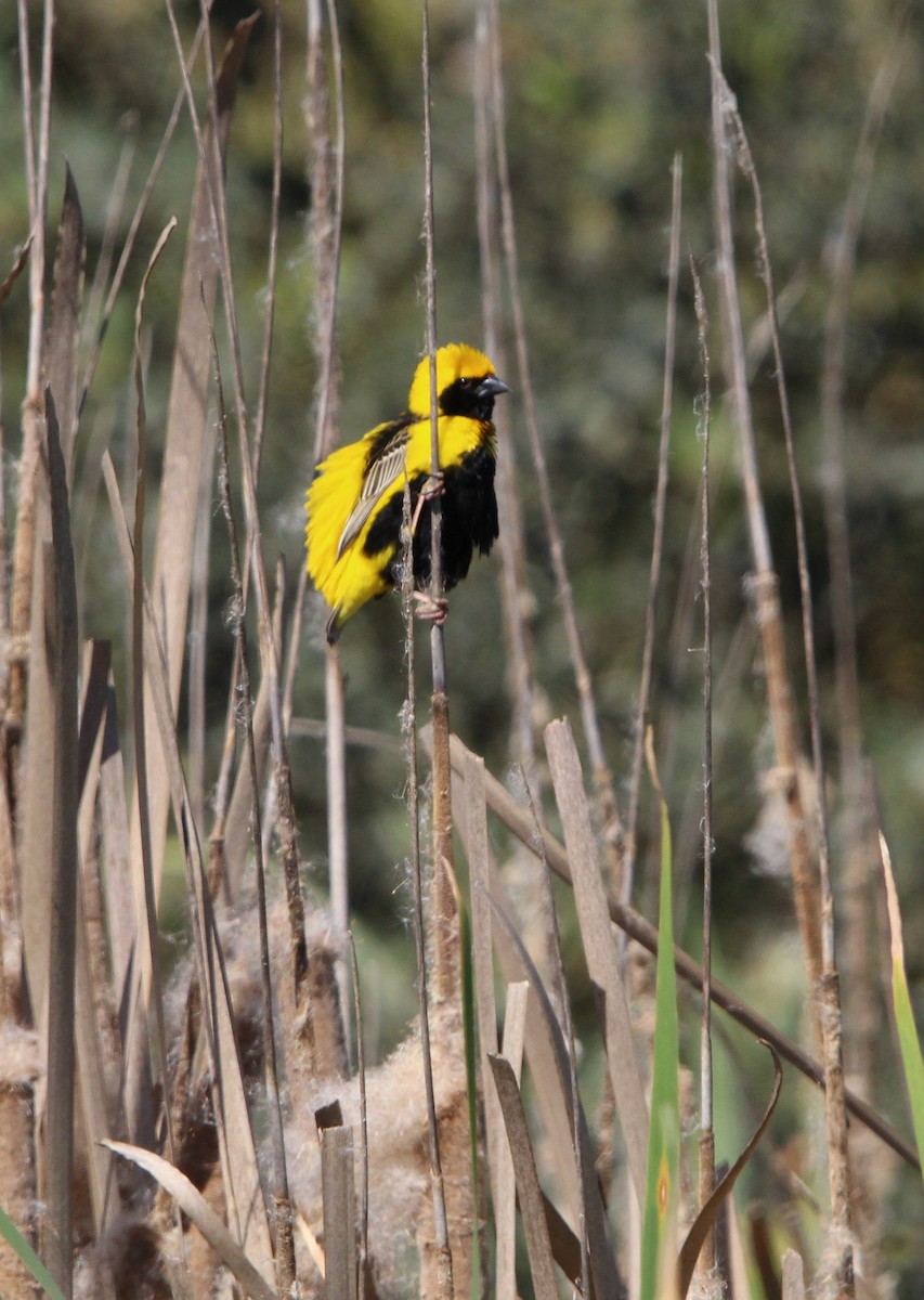 Yellow-crowned Bishop - Nelson Fonseca