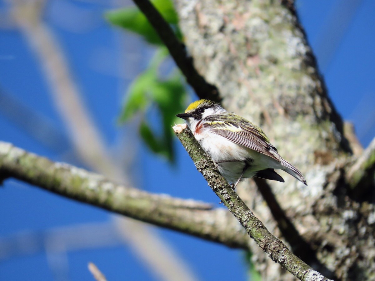 Chestnut-sided Warbler - Tania Mohacsi