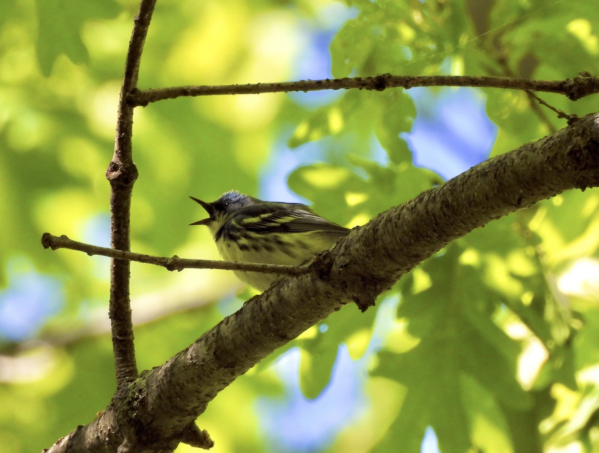 Cerulean Warbler - William McClellan