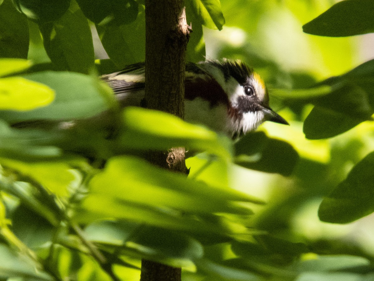 Chestnut-sided Warbler - ML619576885