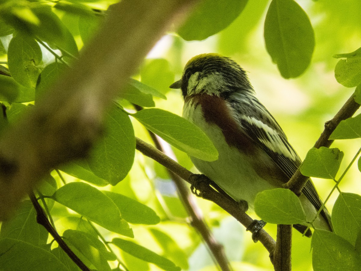 Chestnut-sided Warbler - ML619576886