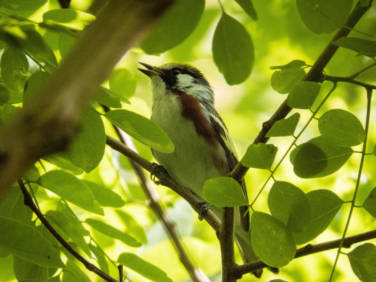 Chestnut-sided Warbler - ML619576887