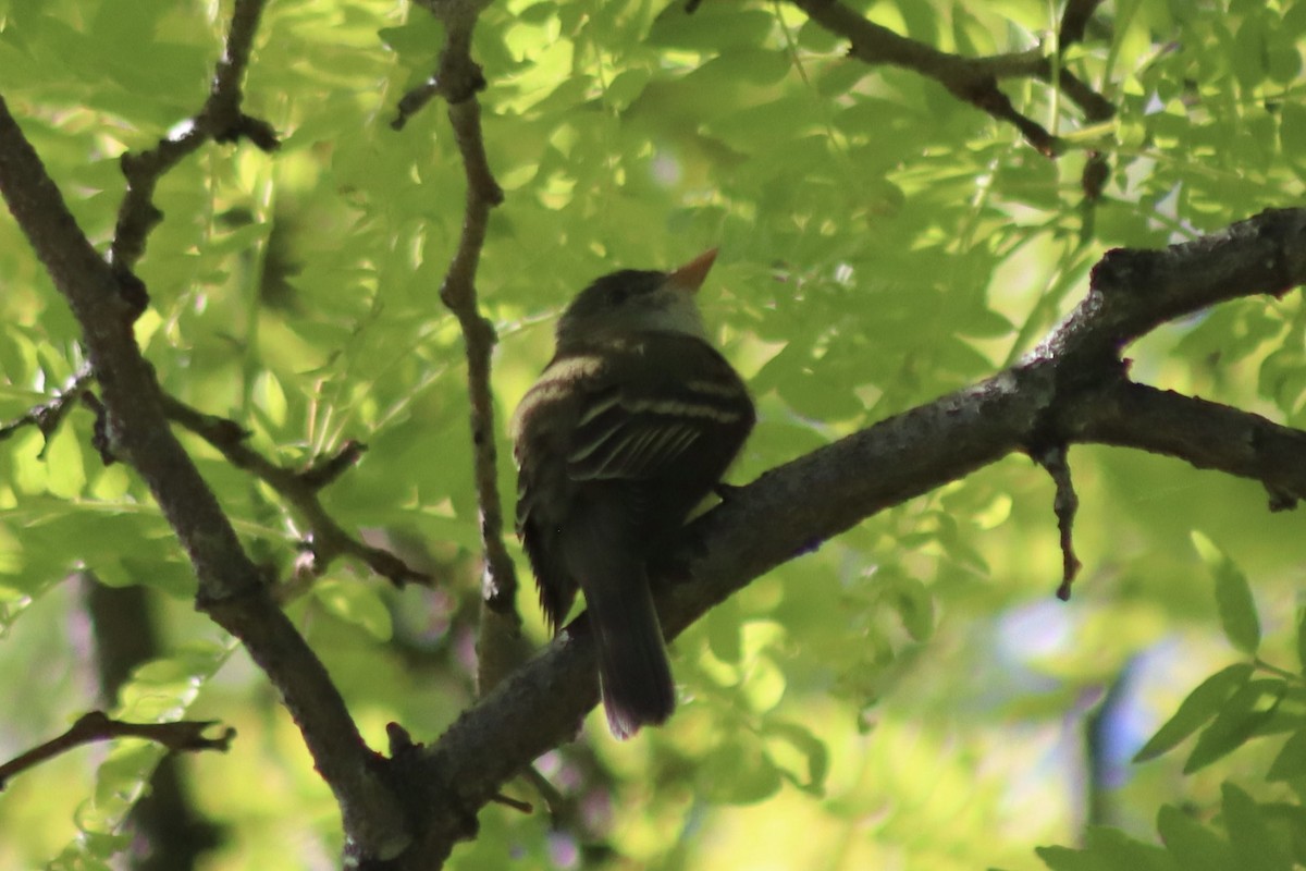 Alder Flycatcher - Erick Masias