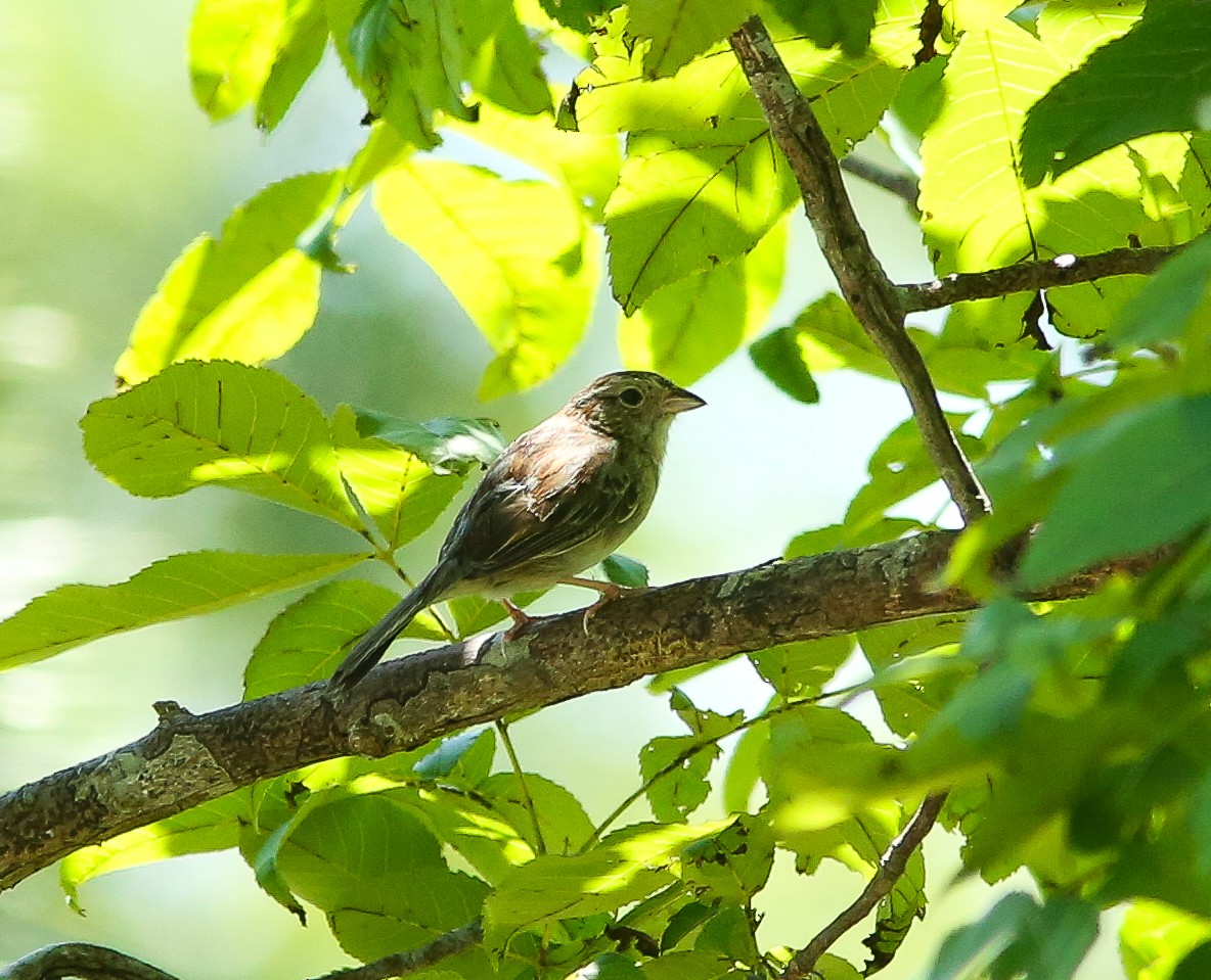 Bachman's Sparrow - Brad Bergstrom