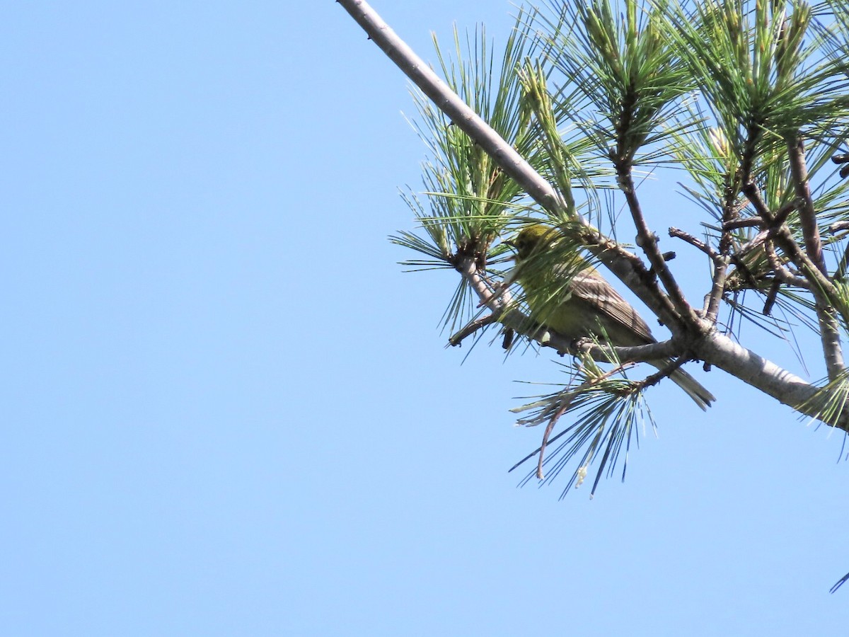 Pine Warbler - Tania Mohacsi