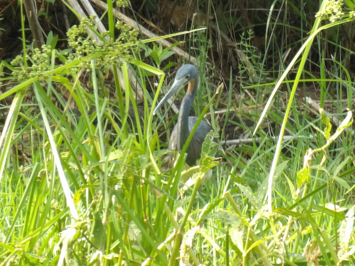 Tricolored Heron - Jerhemy Lonzo