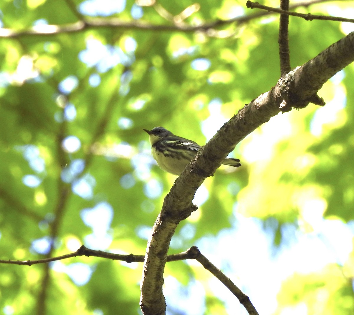 Cerulean Warbler - William McClellan