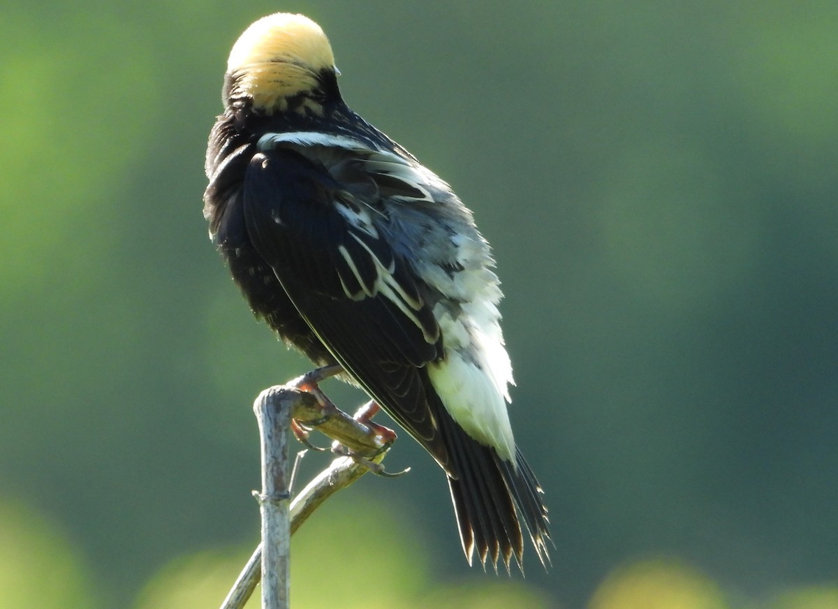 Bobolink - Brent Daggett