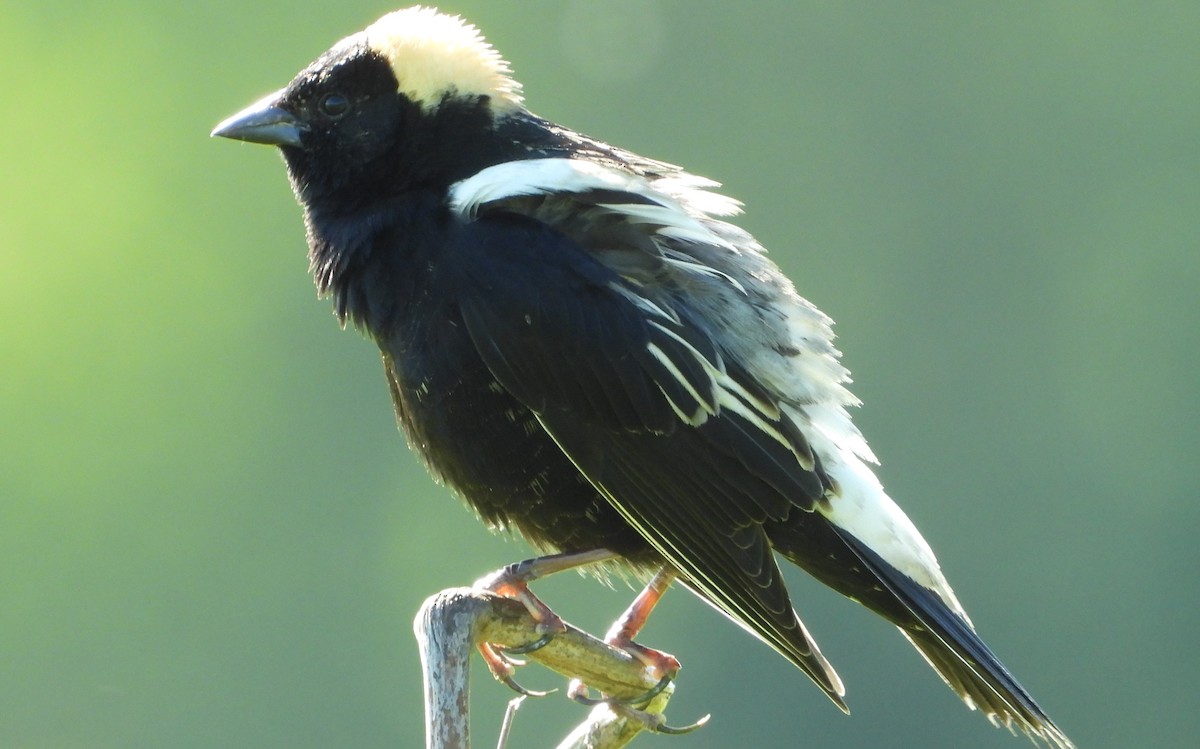 Bobolink - Brent Daggett