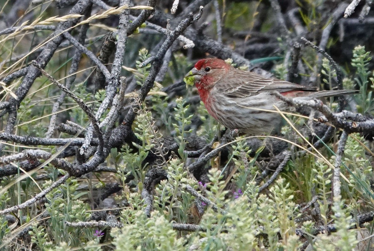 House Finch - Byron Hukee