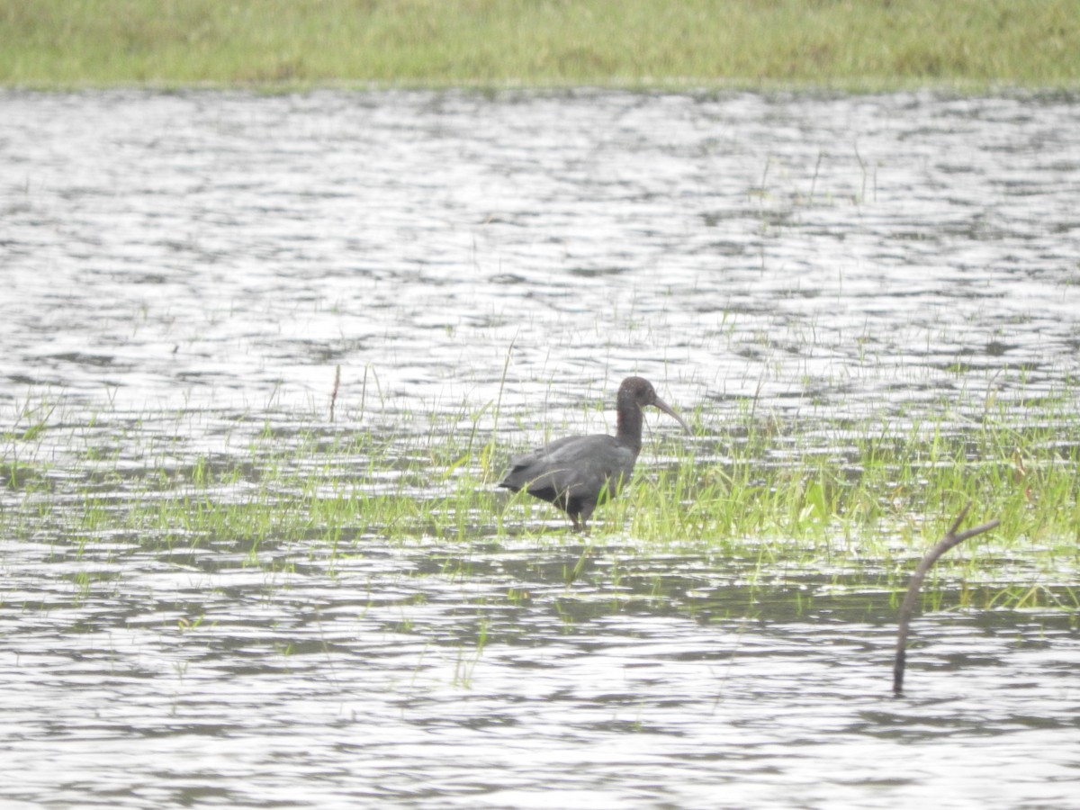 Puna Ibis - Agustin Carrasco