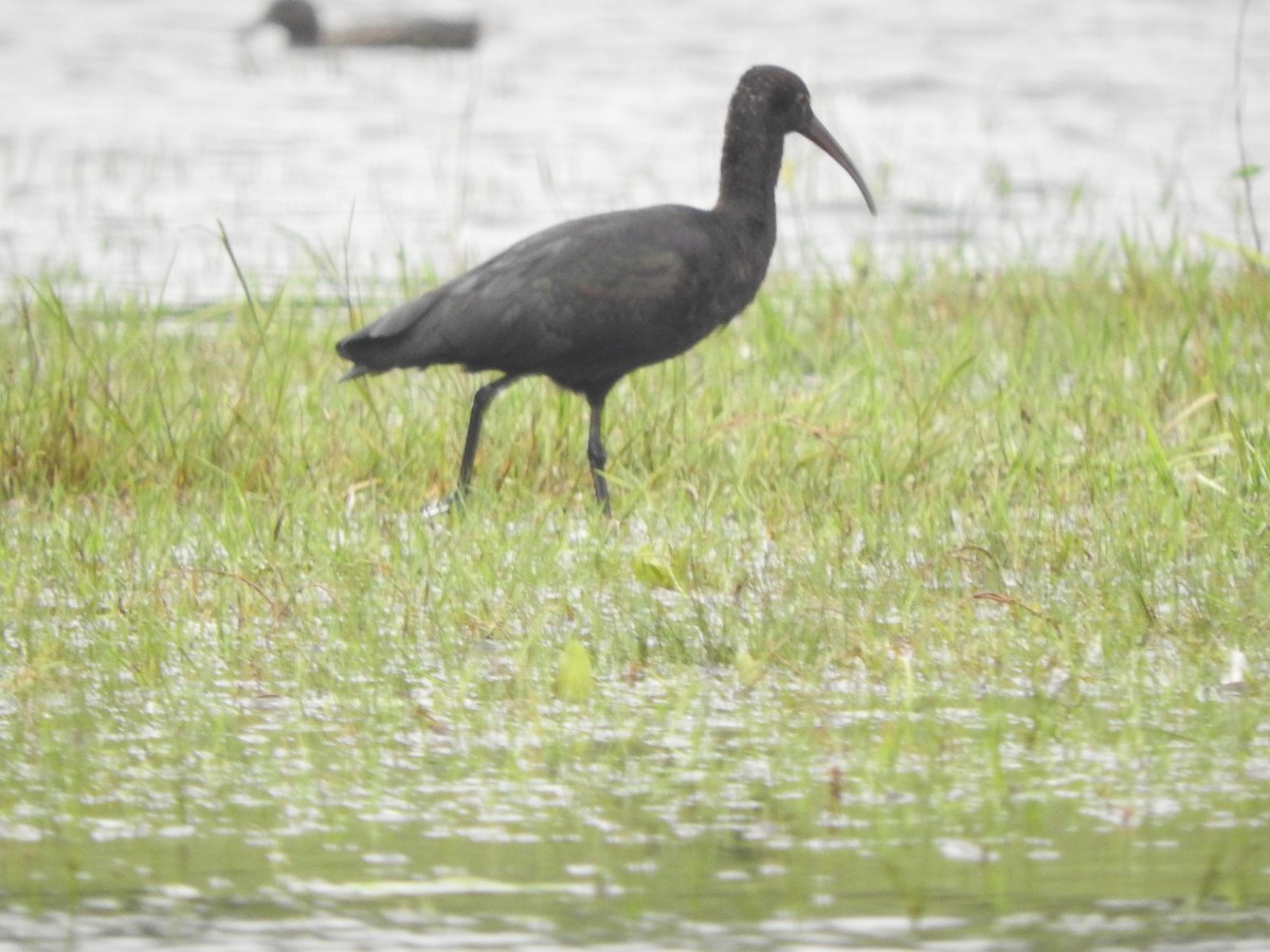 Puna Ibis - Agustin Carrasco