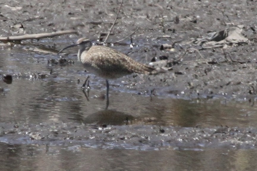 Whimbrel - Andrew Theus