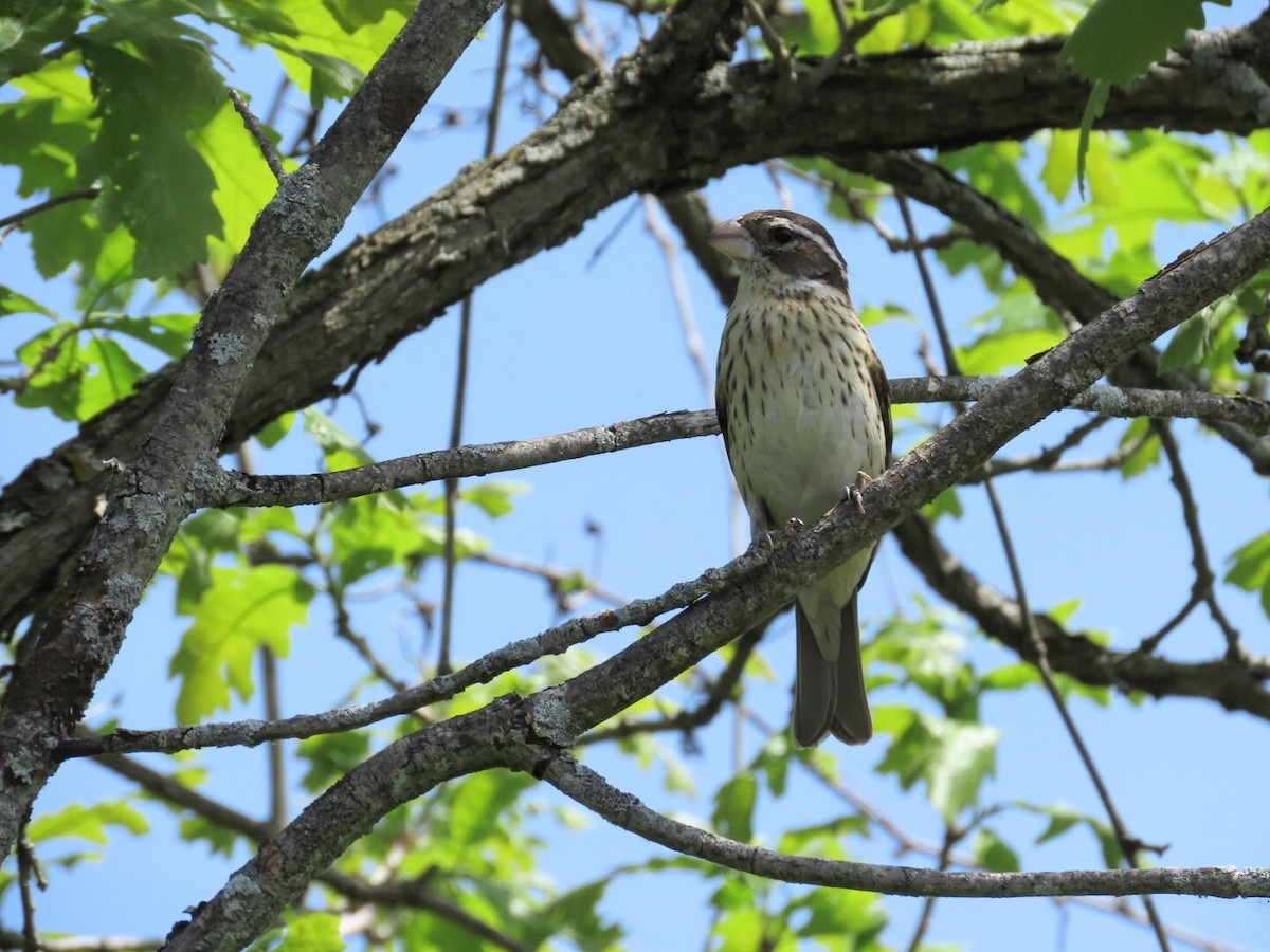 Rose-breasted Grosbeak - Tania Mohacsi