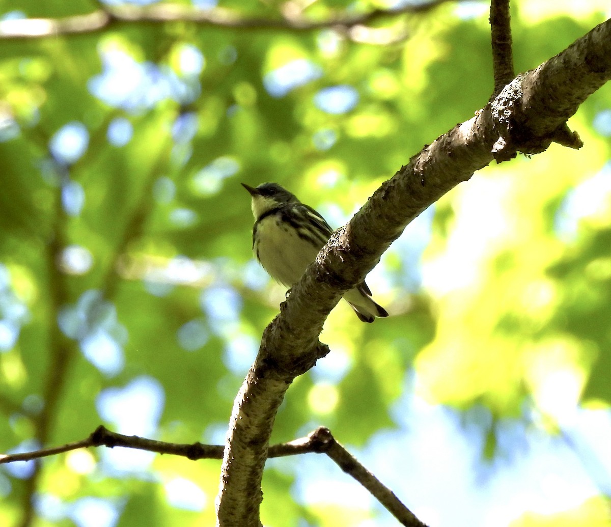 Cerulean Warbler - William McClellan