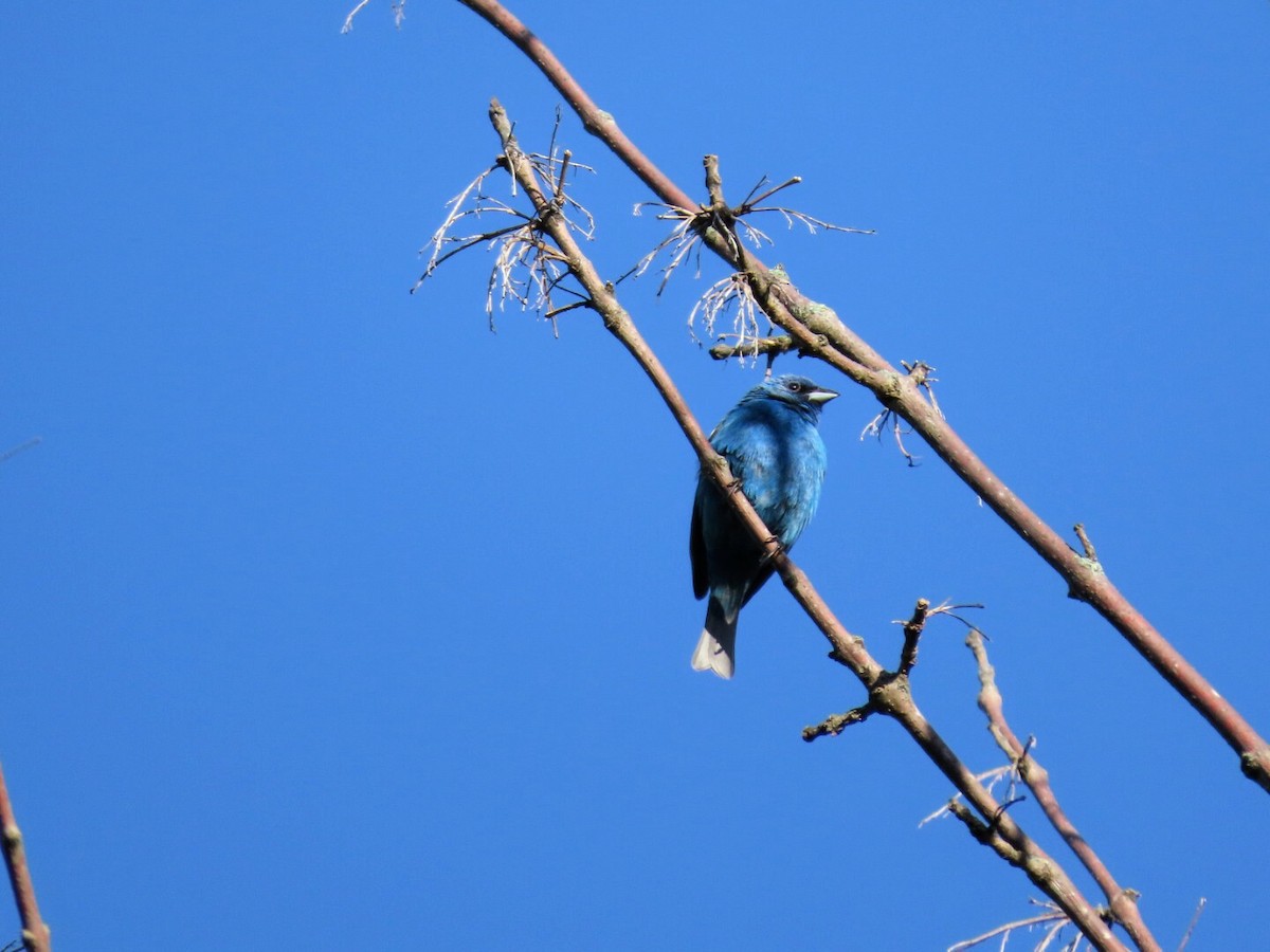 Indigo Bunting - Tania Mohacsi