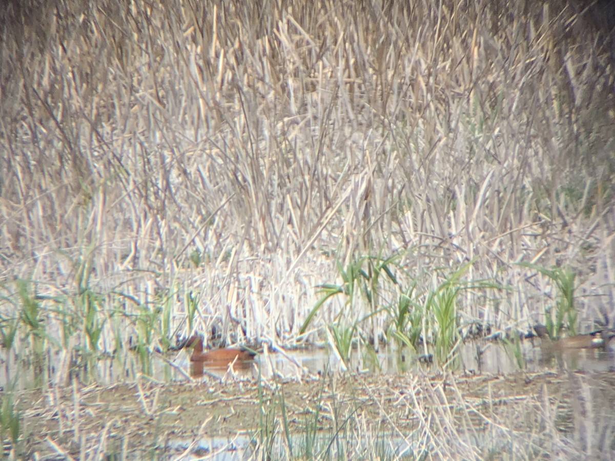 Cinnamon Teal - Emily Brown 🐝