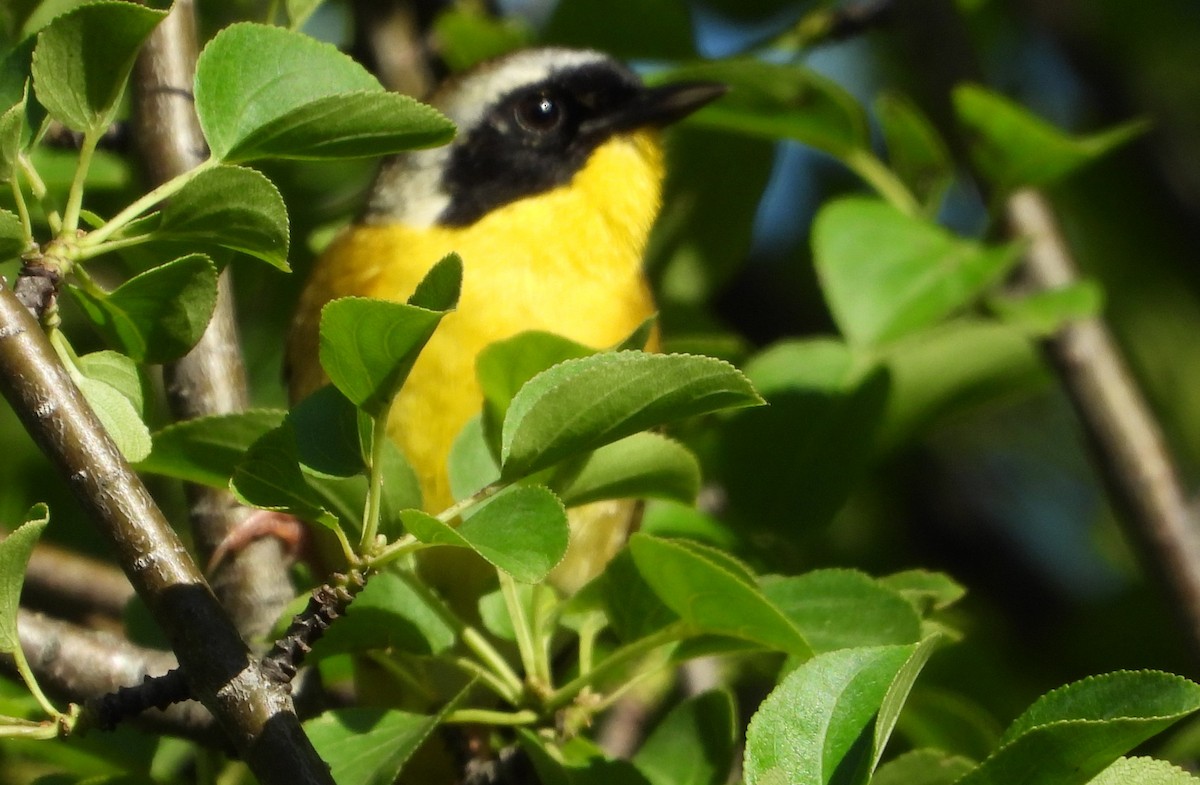 Common Yellowthroat - Brent Daggett