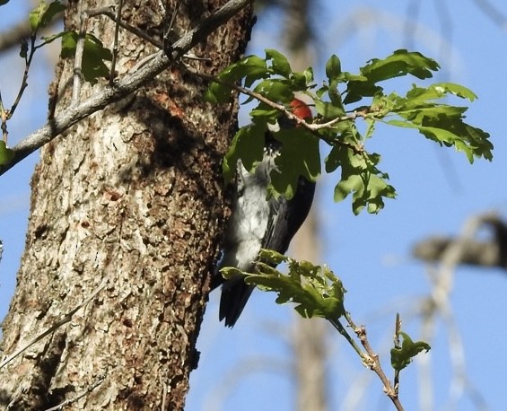 Acorn Woodpecker - Mohini Rawool-Sullivan