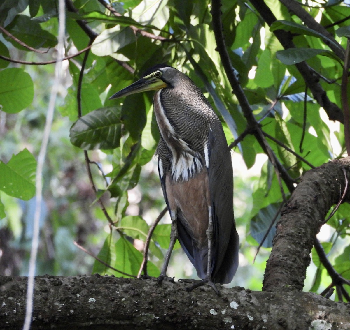 Bare-throated Tiger-Heron - Susan Thome-Barrett