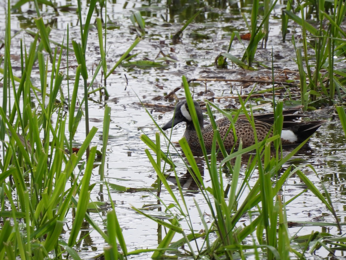 Blue-winged Teal - Paul Graham