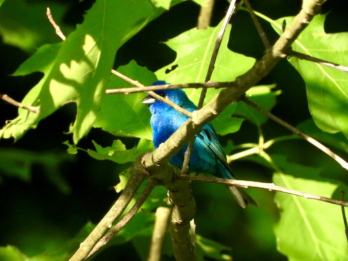 Indigo Bunting - Shir Nir