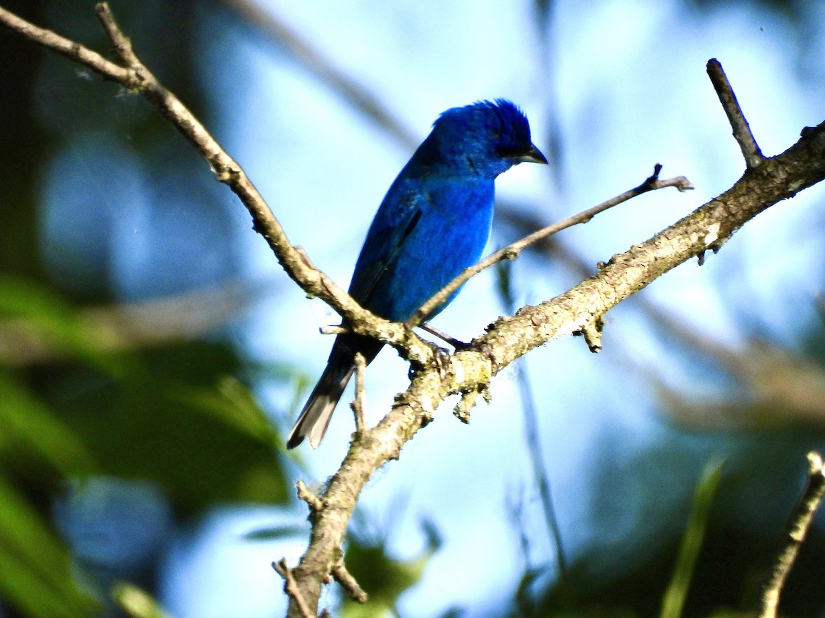 Indigo Bunting - Shir Nir