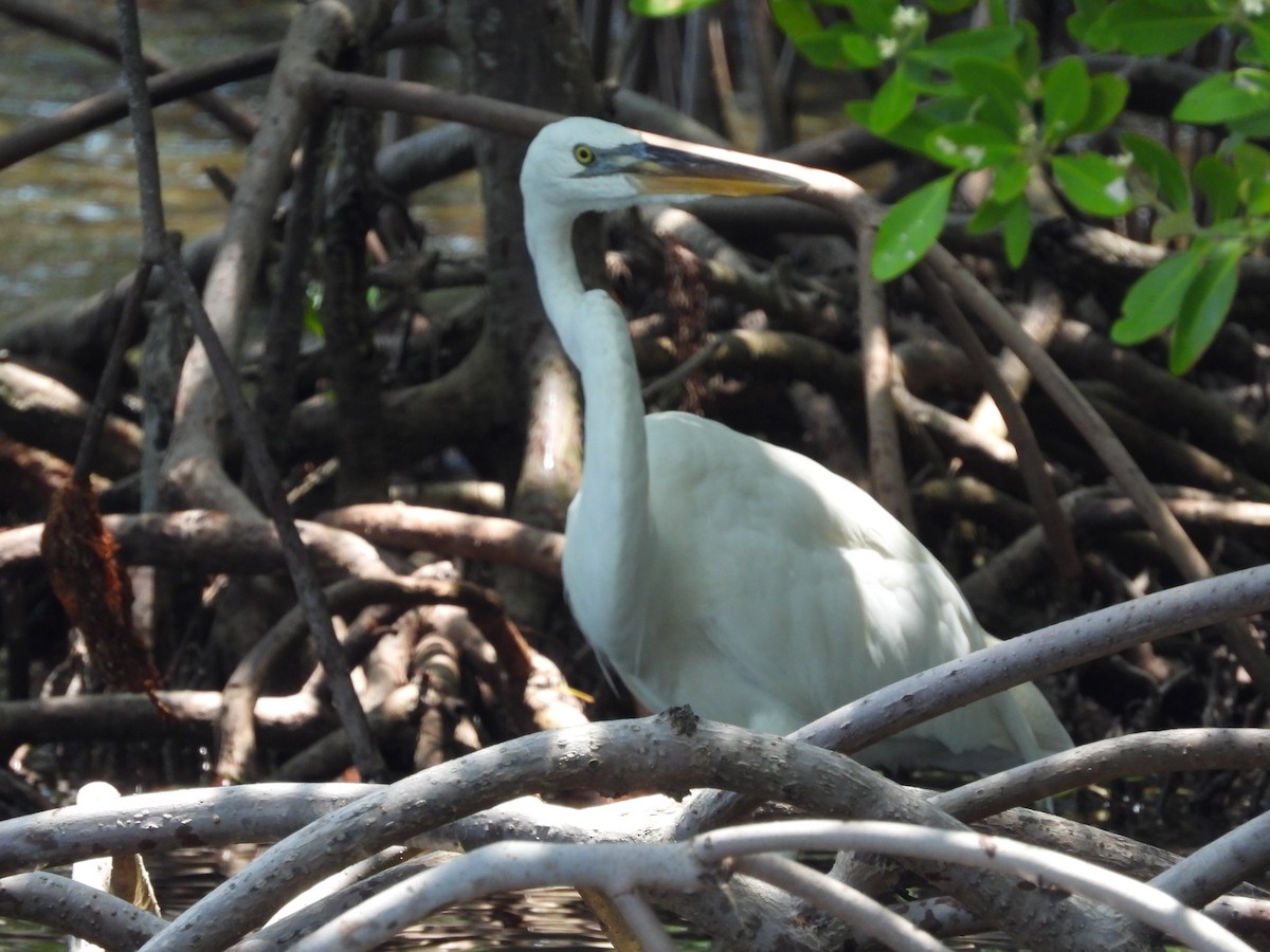 Great Blue Heron (Great White) - Amy Grimm