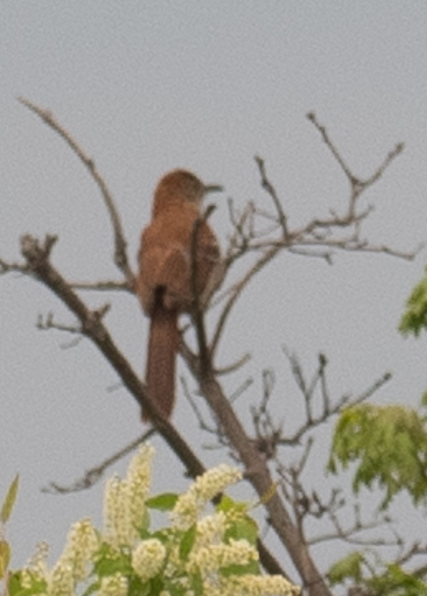 Brown Thrasher - Lynn Chapman