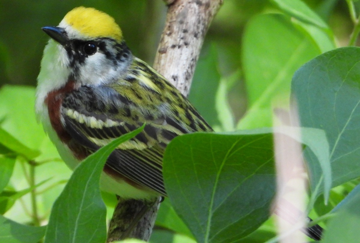 Chestnut-sided Warbler - Brent Daggett