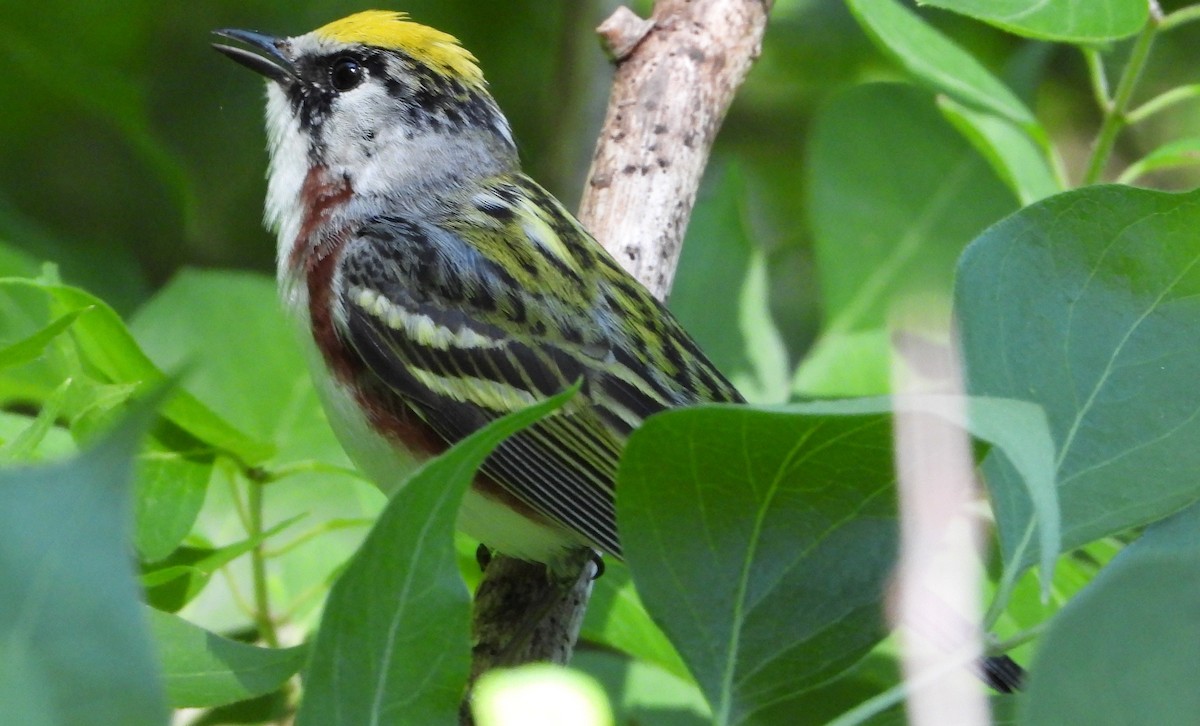 Chestnut-sided Warbler - Brent Daggett