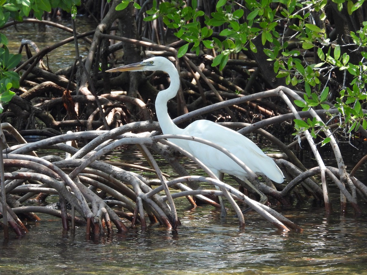 Great Blue Heron (Great White) - Amy Grimm