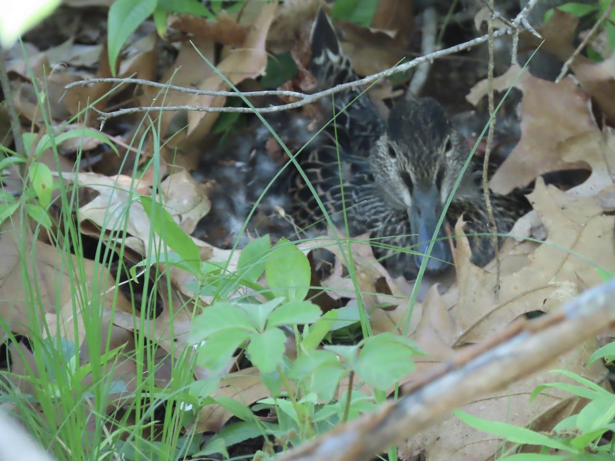 Green-winged Teal - ML619576946